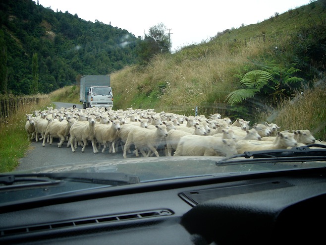 Sheep Herding